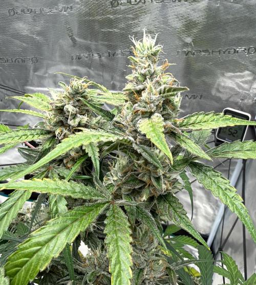 ᗷIᔕᑕOTTI ᙭ GEᒪᗩTO by GreenHouseSeeds. Week 10