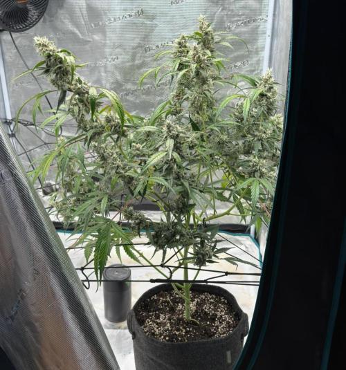 ᗷIᔕᑕOTTI ᙭ GEᒪᗩTO by GreenHouseSeeds. Week 10