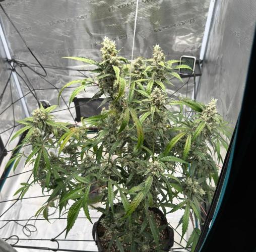 ᗷIᔕᑕOTTI ᙭ GEᒪᗩTO by GreenHouseSeeds. Week 10