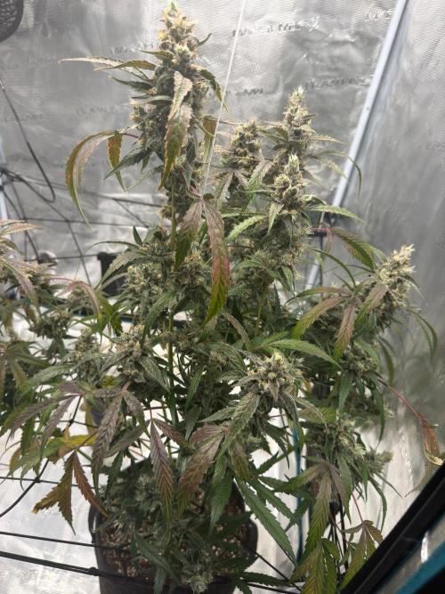 ᗷIᔕᑕOTTI ᙭ GEᒪᗩTO by GreenHouseSeeds. Week 11