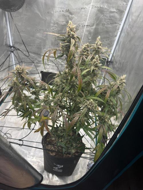 ᗷIᔕᑕOTTI ᙭ GEᒪᗩTO by GreenHouseSeeds. Week 11