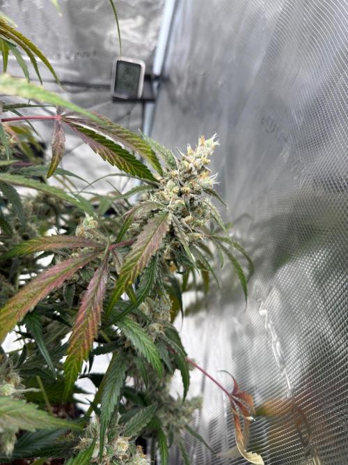 ᗷIᔕᑕOTTI ᙭ GEᒪᗩTO by GreenHouseSeeds. Week 11