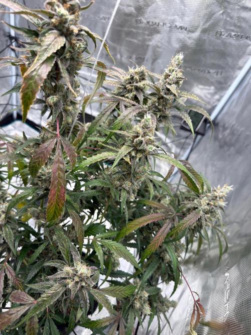 ᗷIᔕᑕOTTI ᙭ GEᒪᗩTO by GreenHouseSeeds. Week 11