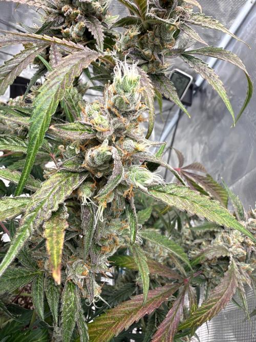 ᗷIᔕᑕOTTI ᙭ GEᒪᗩTO by GreenHouseSeeds. Week 11
