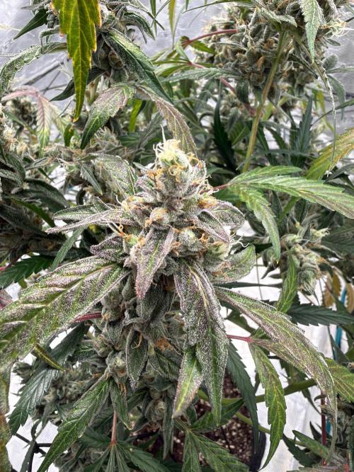 ᗷIᔕᑕOTTI ᙭ GEᒪᗩTO by GreenHouseSeeds. Week 11