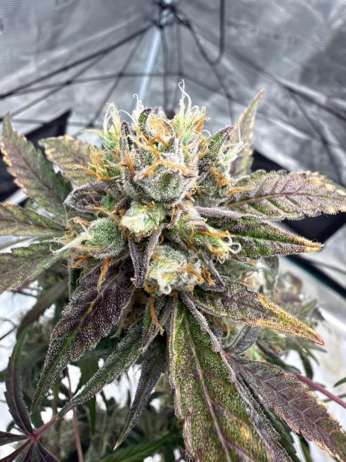 ᗷIᔕᑕOTTI ᙭ GEᒪᗩTO by GreenHouseSeeds. Week 11