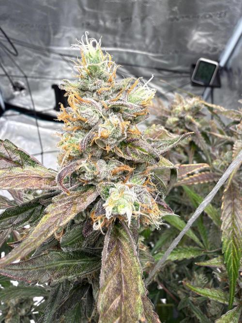 ᗷIᔕᑕOTTI ᙭ GEᒪᗩTO by GreenHouseSeeds. Week 11