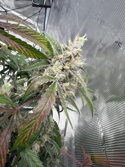 ᗷIᔕᑕOTTI ᙭ GEᒪᗩTO by GreenHouseSeeds. Week 11