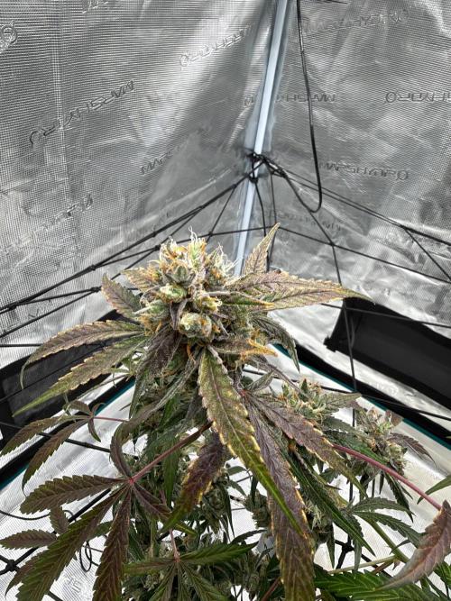 ᗷIᔕᑕOTTI ᙭ GEᒪᗩTO by GreenHouseSeeds. Week 11
