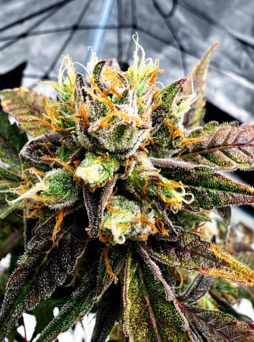 ᗷIᔕᑕOTTI ᙭ GEᒪᗩTO by GreenHouseSeeds. Week 11