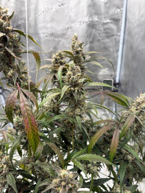 ᗷIᔕᑕOTTI ᙭ GEᒪᗩTO by GreenHouseSeeds. Week 11