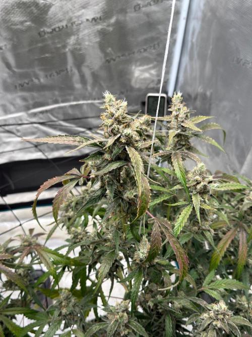 ᗷIᔕᑕOTTI ᙭ GEᒪᗩTO by GreenHouseSeeds. Week 11