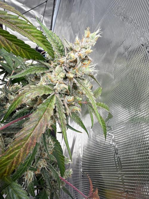 ᗷIᔕᑕOTTI ᙭ GEᒪᗩTO by GreenHouseSeeds. Week 11