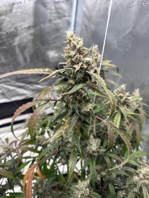 ᗷIᔕᑕOTTI ᙭ GEᒪᗩTO by GreenHouseSeeds. Week 11