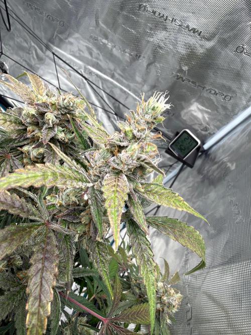 ᗷIᔕᑕOTTI ᙭ GEᒪᗩTO by GreenHouseSeeds. Week 11
