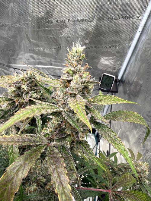 ᗷIᔕᑕOTTI ᙭ GEᒪᗩTO by GreenHouseSeeds. Week 11
