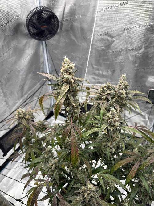 ᗷIᔕᑕOTTI ᙭ GEᒪᗩTO by GreenHouseSeeds. Week 11