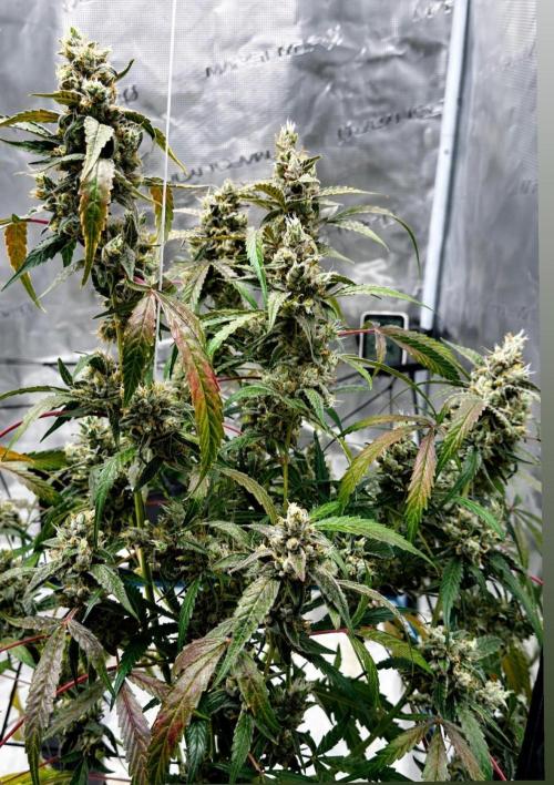ᗷIᔕᑕOTTI ᙭ GEᒪᗩTO by GreenHouseSeeds. Week 11