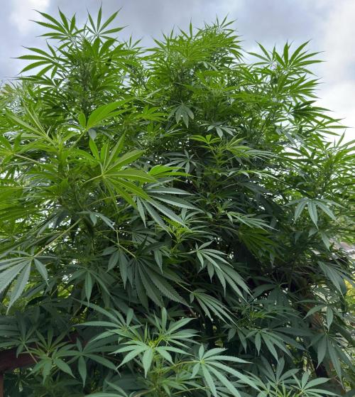 Air Lemon x Shishkaberry 🍋🍇 by GH Seeds. Week 20