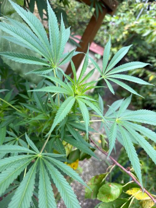 Air Lemon x Shishkaberry 🍋🍇 by GH Seeds. Week 20