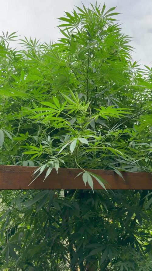 Air Lemon x Shishkaberry 🍋🍇 by GH Seeds