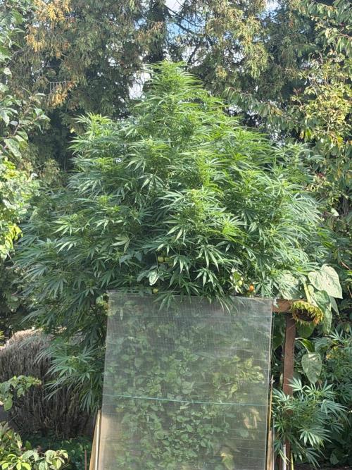 Air Lemon x Shishkaberry 🍋🍇 by GH Seeds. Week 21