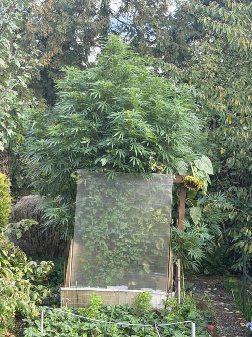 Air Lemon x Shishkaberry 🍋🍇 by GH Seeds. Week 21