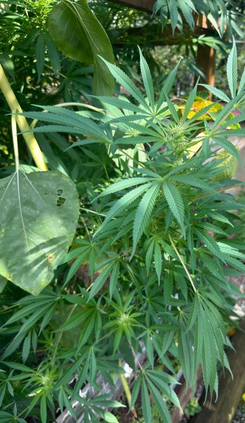 Air Lemon x Shishkaberry 🍋🍇 by GH Seeds. Week 21