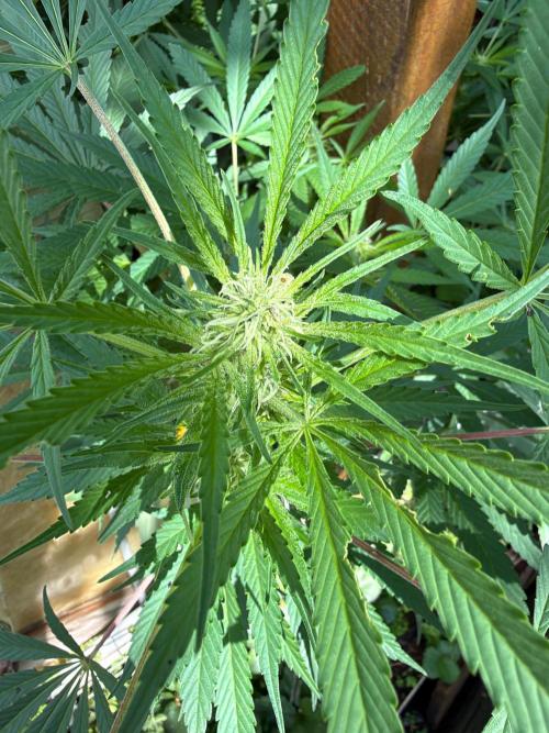 Air Lemon x Shishkaberry 🍋🍇 by GH Seeds. Week 21