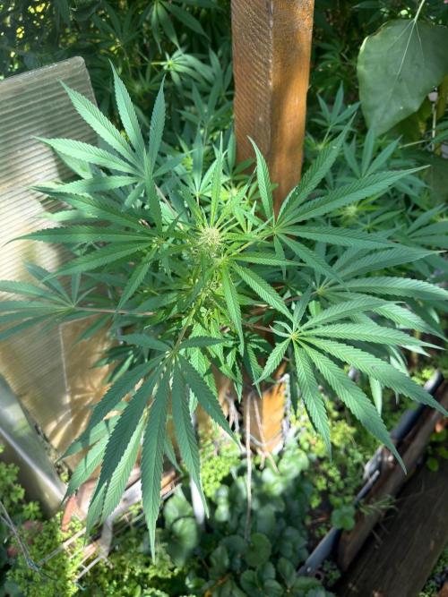 Air Lemon x Shishkaberry 🍋🍇 by GH Seeds. Week 21