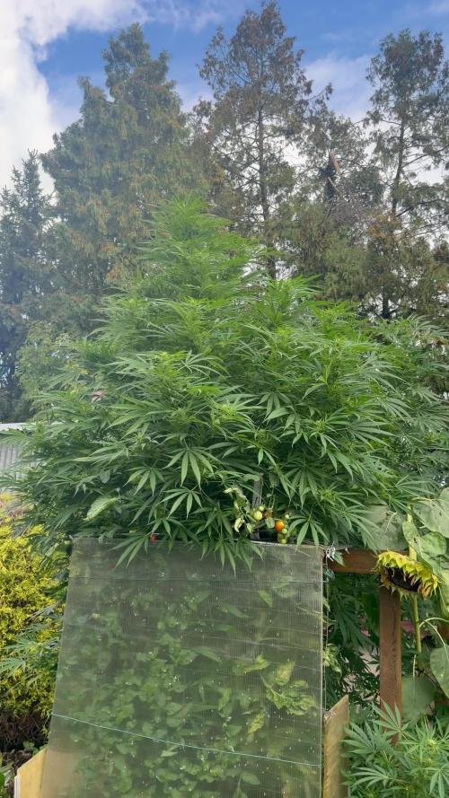 Air Lemon x Shishkaberry 🍋🍇 by GH Seeds