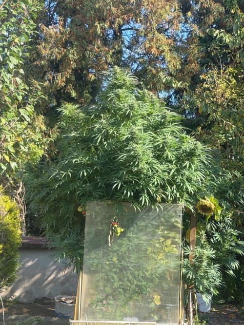 Air Lemon x Shishkaberry 🍋🍇 by GH Seeds. Week 24