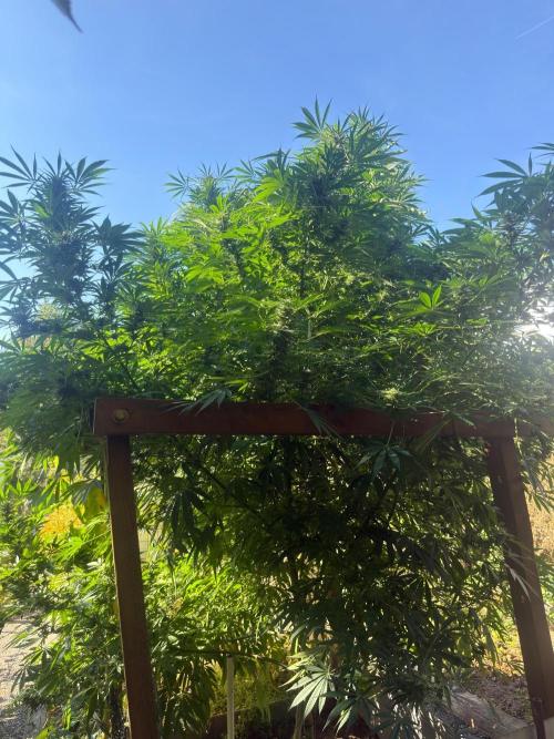 Air Lemon x Shishkaberry 🍋🍇 by GH Seeds. Week 24