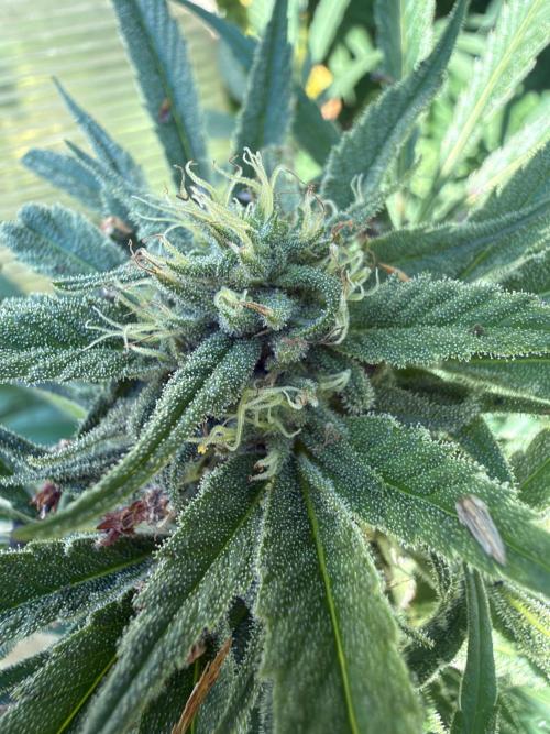 Air Lemon x Shishkaberry 🍋🍇 by GH Seeds. Week 24