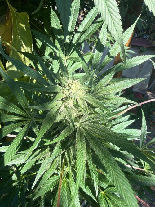 Air Lemon x Shishkaberry 🍋🍇 by GH Seeds. Week 24