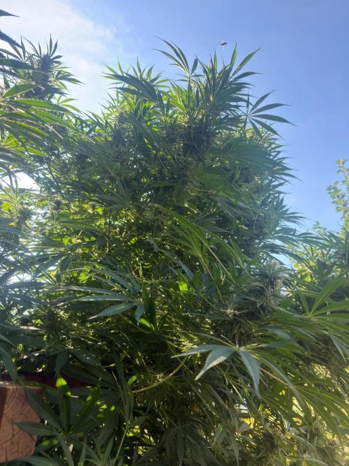Air Lemon x Shishkaberry 🍋🍇 by GH Seeds. Week 24
