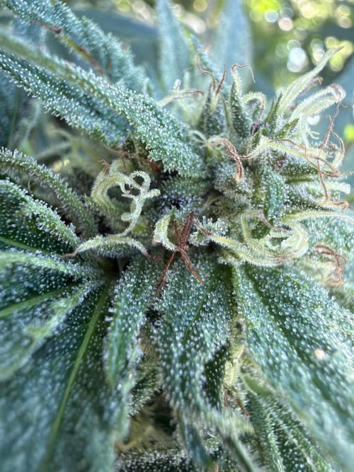 Air Lemon x Shishkaberry 🍋🍇 by GH Seeds. Week 24