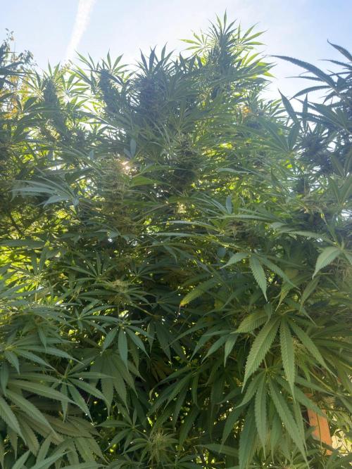 Air Lemon x Shishkaberry 🍋🍇 by GH Seeds. Week 24