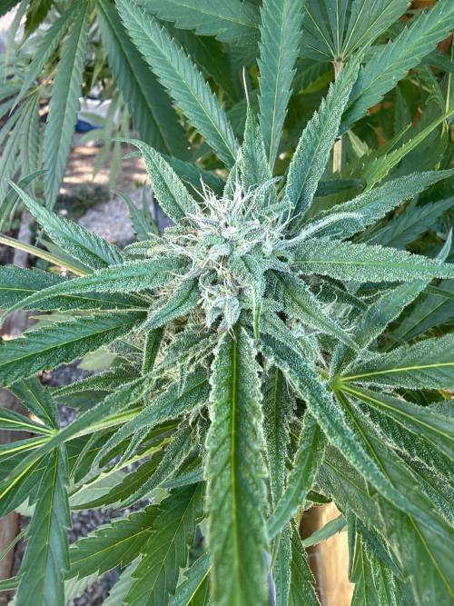 Air Lemon x Shishkaberry 🍋🍇 by GH Seeds. Week 24