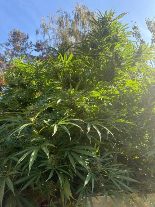 Air Lemon x Shishkaberry 🍋🍇 by GH Seeds. Week 24