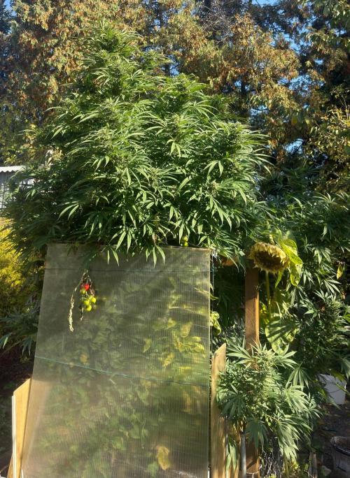 Air Lemon x Shishkaberry 🍋🍇 by GH Seeds. Week 24