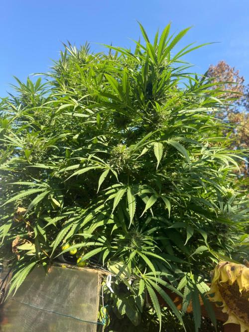 Air Lemon x Shishkaberry 🍋🍇 by GH Seeds. Week 24