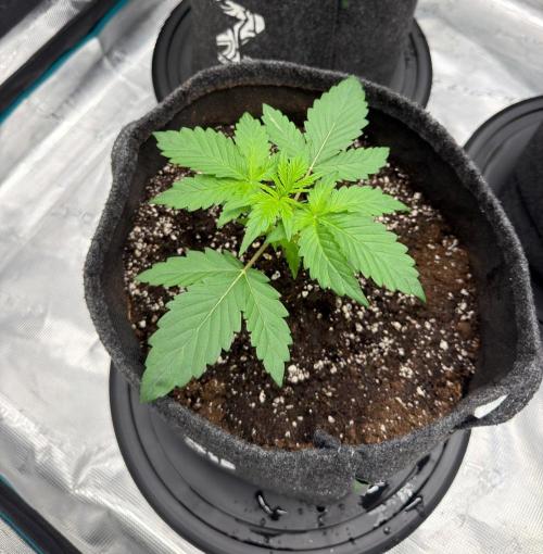 HighCloudZ Auto. Week 3