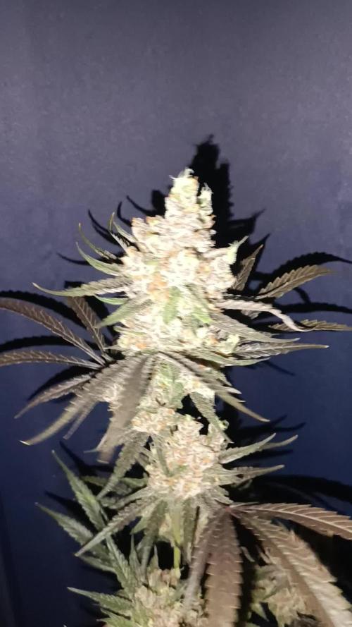 Just some Flowers