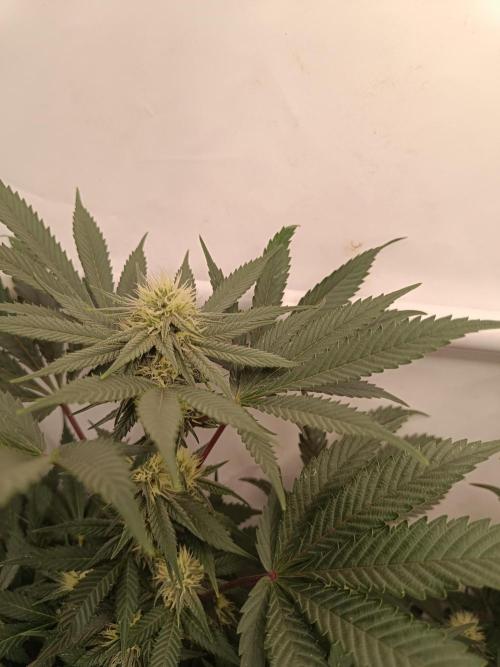 Pineapple Muffin Reg. Week 11