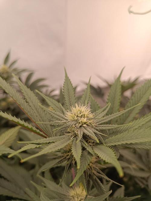 Pineapple Muffin Reg. Week 11