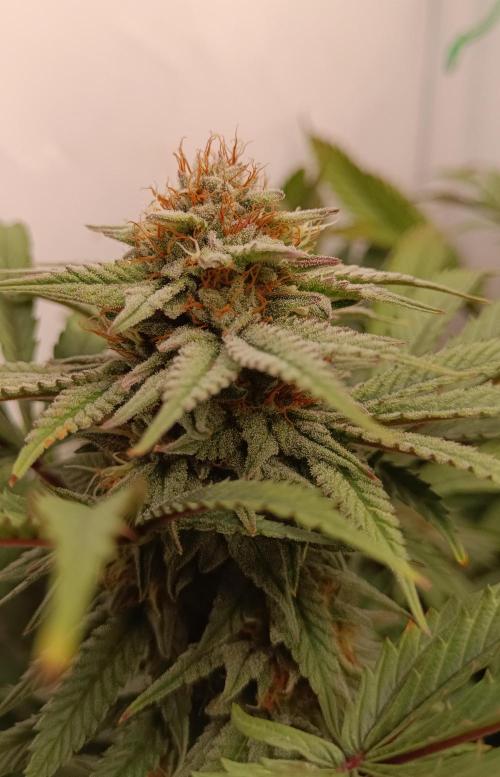 Pineapple Muffin Reg. Week 13