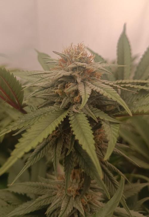 Pineapple Muffin Reg. Week 13