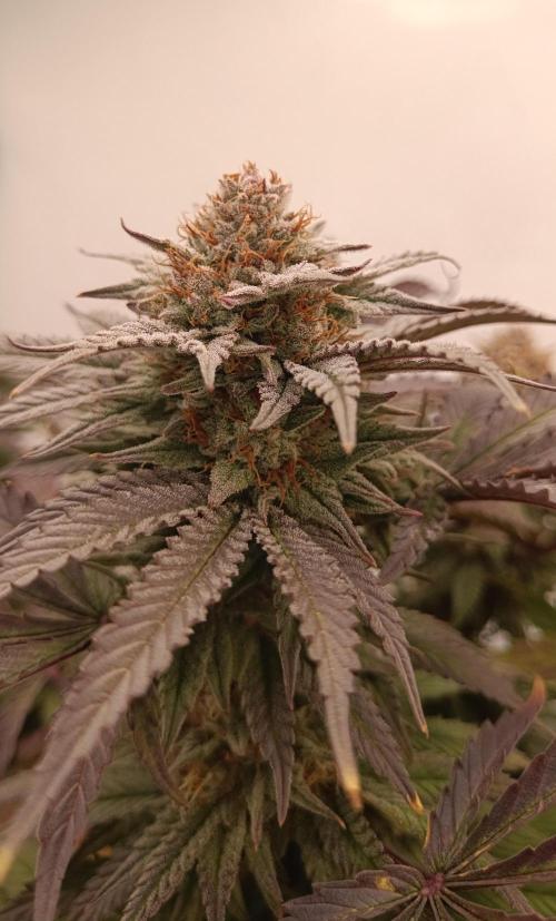 Pineapple Muffin Reg. Week 14