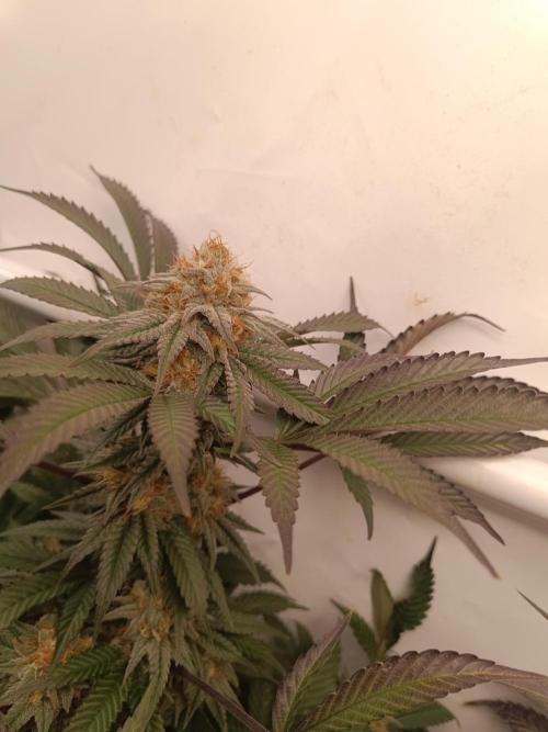 Pineapple Muffin Reg. Week 14
